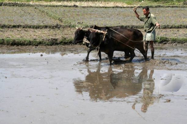 farmer working in the field