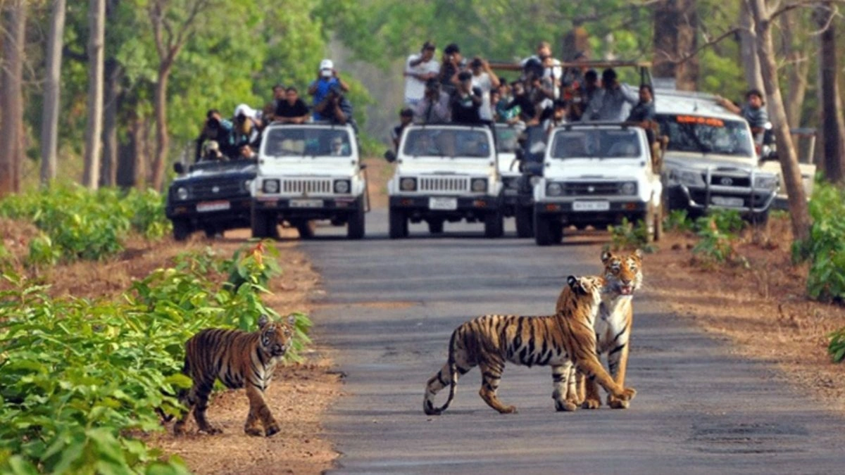 Haryana News Today 13 September 2025 – Top Updates on Safari, SSC Exam, Flights, Weather and More